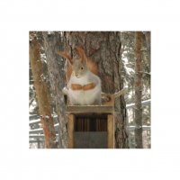 белка симпатяга :: Лера 