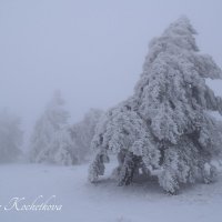Природа Крыма :: Amazing Cosmea