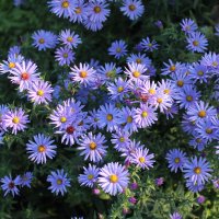 *** :: Александр. AVG100 ---