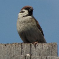 Просто воробей. :: nadyasilyuk Вознюк