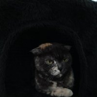 Сама серьезность! :: Вадим Басов