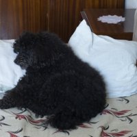 Наша собака :: Александр Буторин