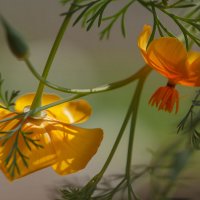 Солнечные :: Сергей Герасимов