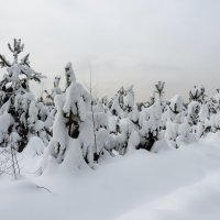 Снежный ряд :: Андрей Снегерёв