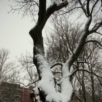 Январь :: Наталья Герасимова