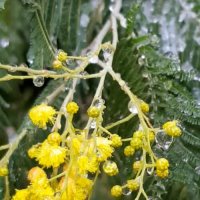 Мимоза в январе под снегом. Сочи :: Tata Wolf