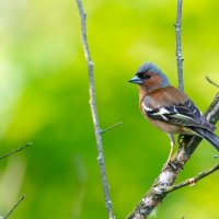 Зяблик :: Владимир Лазарев