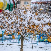 Дуб :: Игорь Сикорский