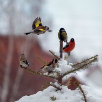 Птички.... :: владимир 