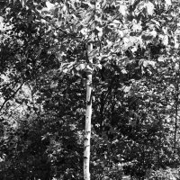 Фотография :: Денис Безногов