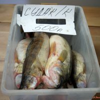 То не лёд трещит, не комар пищит, это кум до кумы судака тащит..:-) :: Андрей Заломленков