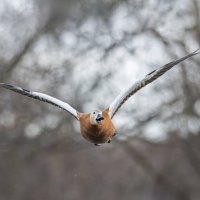 огарь в полете. :: юрий макаров