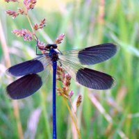 Что за чудо - стрекоза! Только крылья и глаза! :: nadyasilyuk Вознюк