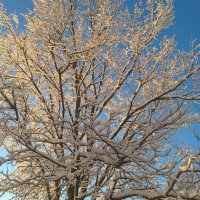 Зимнее :: Елена Семигина