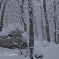 Природа Крыма :: Amazing Cosmea