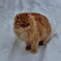 Рыжик :: Венера Чуйкова