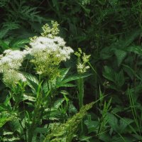 Прогулки по лесу на даче: аромат таволги в 2008 году :: Джованни Луче