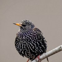 Обыкновенный скворец (лат. Sturnus vulgaris) :: Денис Ветренко