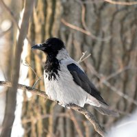 Серая ворона. :: Алексей .