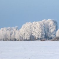 Морозно.Лиса. :: Ольга Митрофанова