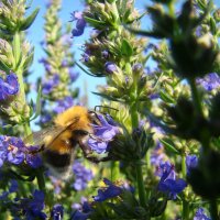 Шмель... :: Prizrak 777