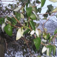 Январское утро :: Наталья 