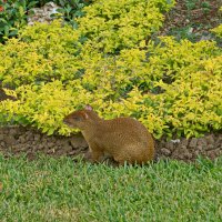 Агути или горбатый заяц :: Андрей K.