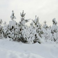 Под снежным покрывалом :: Андрей Снегерёв