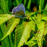 опять про бабочек...327 :: Александр Прокудин