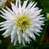 Цветы ушедшего лета :: Юрий. Шмаков