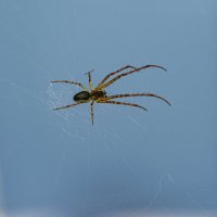 Паук :: Андрей C