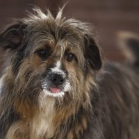 Плюшевый :: Андрей C