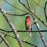 Чечевица :: Владимир Лазарев