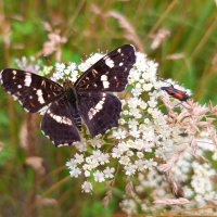 Пестрокрыльница изменчивая :: Любовь Сахарова