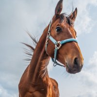 Жеребёнок :: Олег Загорулько