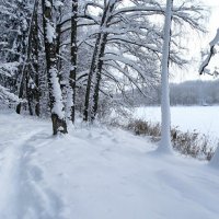 Смоленщине в январе. :: Милешкин Владимир Алексеевич 