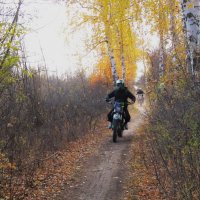 в  берёзовой аллее :: Елена Шаламова