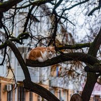 там кот ученый ... :: Дмитрий Лупандин