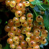 Вкусная смородина. :: nadyasilyuk Вознюк