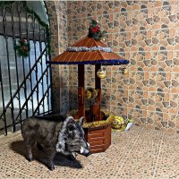 Новогодний хрюшка. :: Валерия Комова