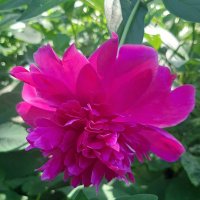 Пион. :: оля san-alondra