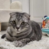 Шалун Боря на посту :: Ольга Довженко