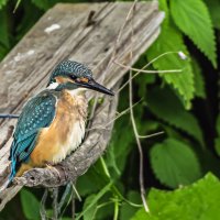 Зимородок :: Игорь Шабалин