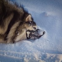 попытка снять намордник :: Артём 