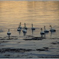 Настало времечко :: Aleksandr Gal