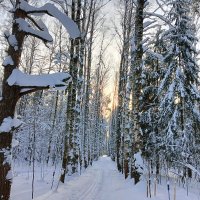 алея в парке :: Владимир 