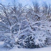 Зимние этюды :: Рита Симонова