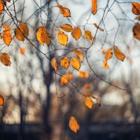 Золоченные брызги померкшей осени. :: Анатолий Щербак