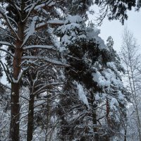 Снежная природа :: Александр Синдерёв