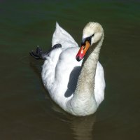 Лебеди  Гагаринского  парка :: Валентин Семчишин